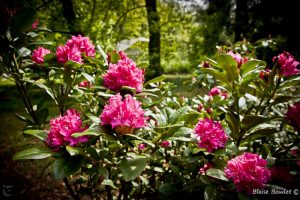 Rhododendrons